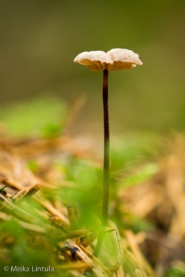 Fungus II